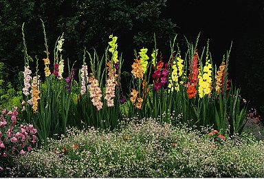 《罪恶装备Strive》公布新DLC角色 HAPPY CHAOS